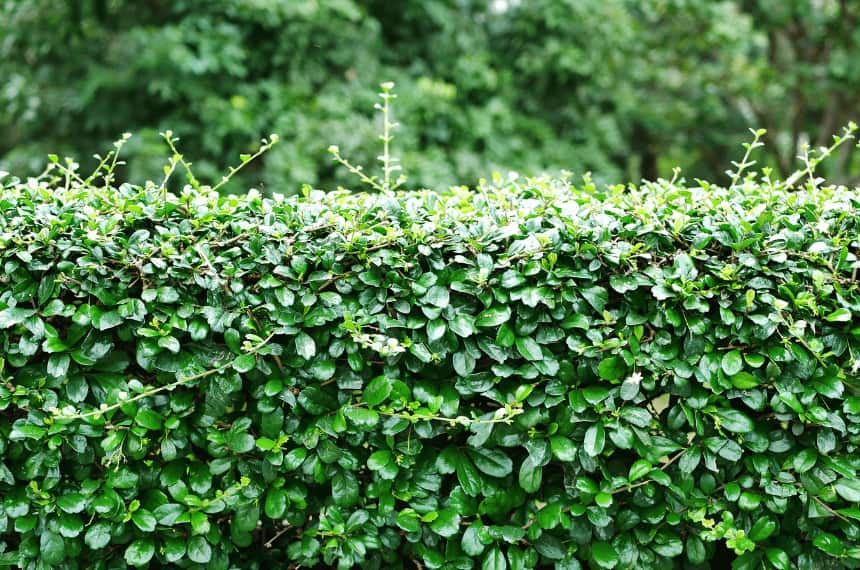 Guide to Murraya Hedge Spacing - Yard Work🥧 Explore a emoção das ...